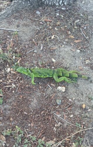 Cold weather brings 'falling iguanas'